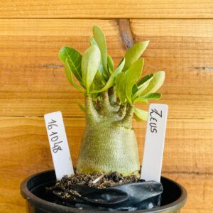 1610 48 Arabicum Zeus - F2 12 meses