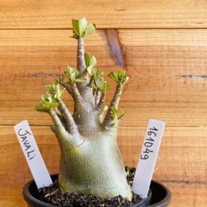 1610 49 Arabicum Javali - F2 12 meses