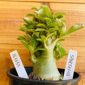 1610 53 Arabicum Spartacus - F2 12 meses