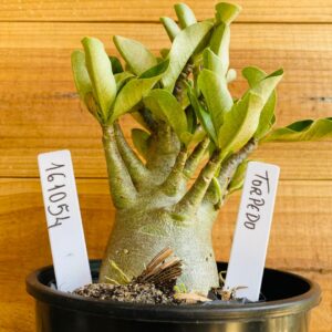 1610 54 Arabicum Torpedo - F2 12 meses