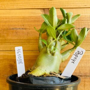 1610 58 Arabicum Popeye - F2 12 meses