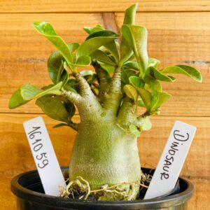 1610 59 Arabicum Dinossaur - F2 12 meses