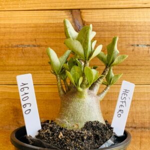 1610 60 Arabicum Hesfero - F2 12 meses