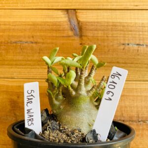 1610 61 Arabicum Star Wars - F2 12 meses