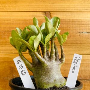 1610 62 Arabicum PBN Soco - F2 12 meses