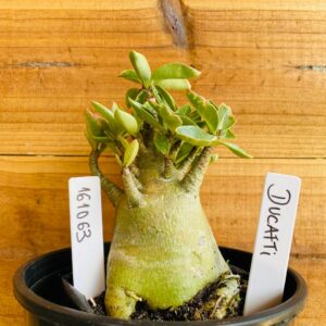 1610 63 Arabicum Dugatti  - F2 12 meses