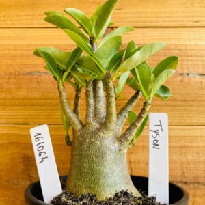 1610 64 Arabicum Tyson - F2 12 meses