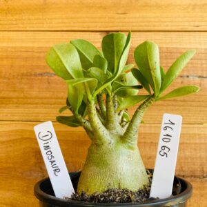 1610 65 Arabicum Dinossaur - F2 12 meses