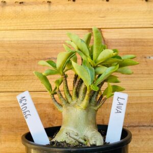 1610 66 Arabicum Lava - F2 12 meses