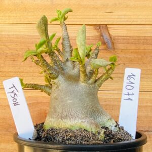 1610 71 Arabicum Tyson - F2 12 meses