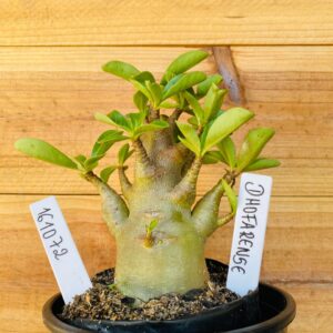 1610 72 Arabicum Dhofarense - F2 12 meses