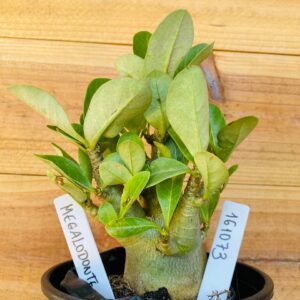 1610 73 Arabicum Megalodonte - F2 12 meses