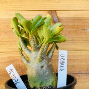 1610 76 Arabicum Urbano - F2 12 meses