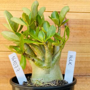 1610 77 Arabicum Hulk - F2 12 meses