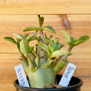 1610 79 Arabicum Popoye - F2 12 meses
