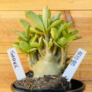 1610 80 Arabicum Tomahawk - F2 12 meses