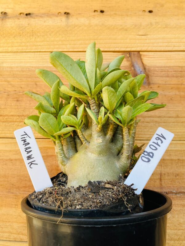 1610 80 Arabicum Tomahawk - F2 12 meses