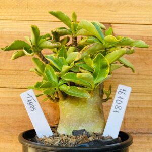 1610 81 Arabicum Tanos - F2 12 meses