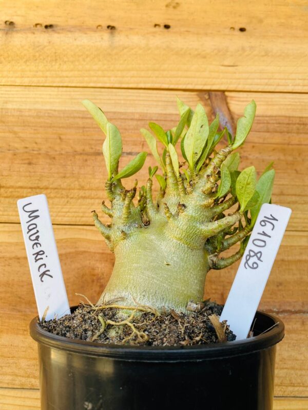 1610 82 Arabicum Maverick - F2 12 meses