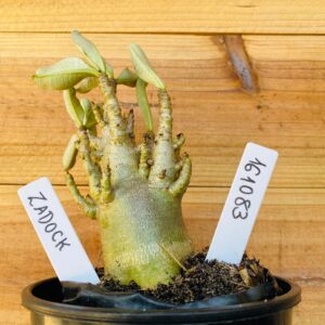 1610 83 Arabicum Zadock - F2 12 meses
