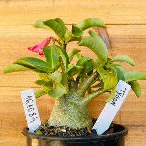 1610 84 Arabicum Tyson - F2 12 meses