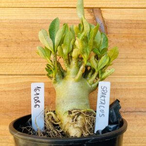 1610 86 Arabicum Spartacus - F2 12 meses