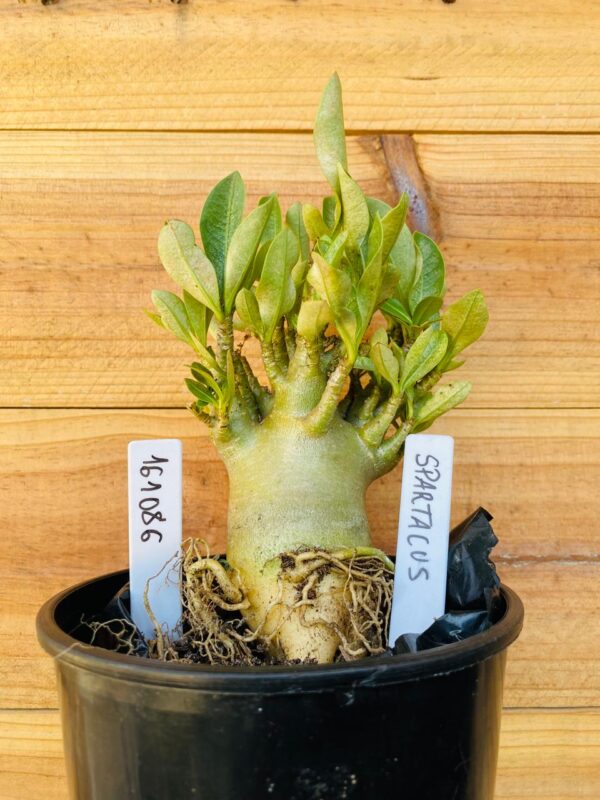 1610 86 Arabicum Spartacus - F2 12 meses