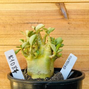 1610 87 Arabicum Overload - F2 12 meses