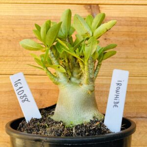 1610 88 Arabicum Ironhide - F2 12 meses