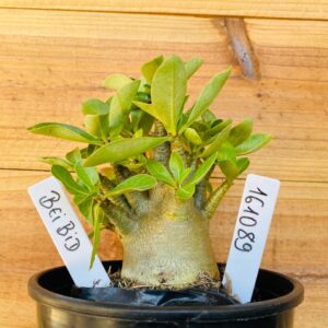 1610 89 Arabicum Bei Bid - F2 12 meses