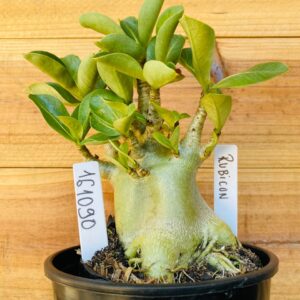 1610 90 Arabicum Rubicon - F2 12 meses