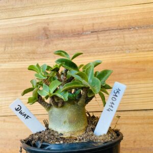 1510 114 Arabicum Dwaf - F2 12 meses