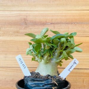 1510 117 Arabicum Asrgard - F2 12 meses