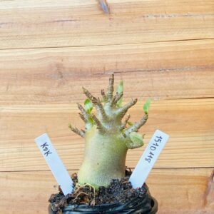 1510 118 Arabicum Kdk - F2 12 meses