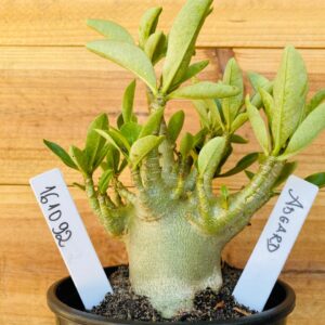 1610 92 Arabicum Asgard - F2 12 meses