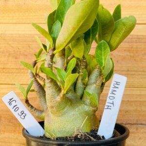 1610 93 Arabicum Mamoth - F2 12 meses