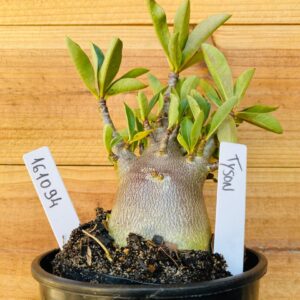 1610 94 Arabicum Tyson - F2 12 meses