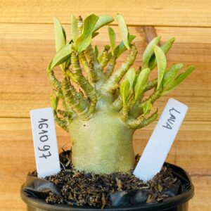 1610 97 Arabicum Lava - F2 12 meses