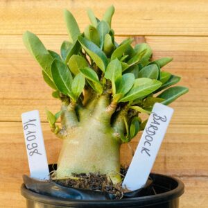 1610 98 Arabicum Bardock - F2 12 meses