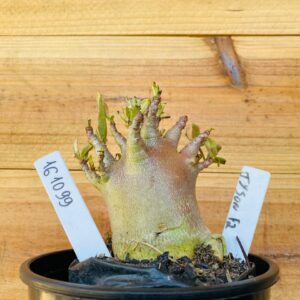 1610 99 Arabicum Tyson - F2 12 meses