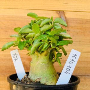 1610 104 Arabicum Kdk - F2 12 meses