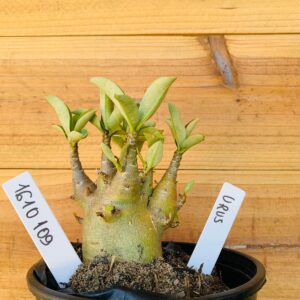1610 109 Arabicum Urus - F2 12 meses
