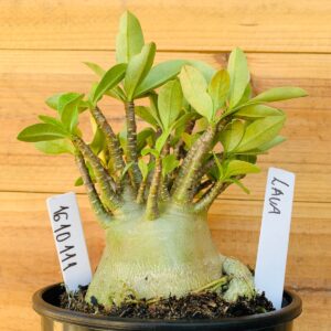 1610 111 Arabicum Lava - F2 12 meses