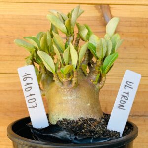 1610 107 Arabicum Ultron - F2 12 meses