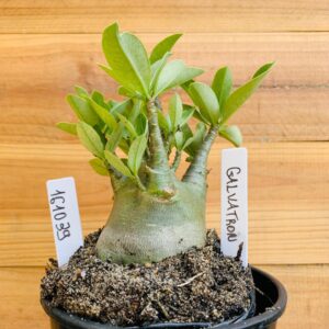 1610 39 Arabicum Galvatron - F2 12 meses