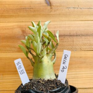 1610 38 Arabicum Green Pod - F2 12 meses