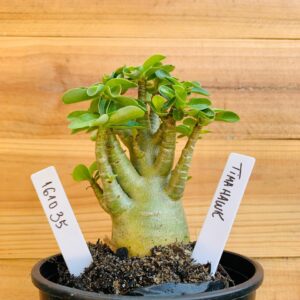 1610 35 Arabicum Tomahawk - F2 12 meses