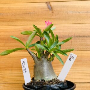 1610 33 Arabicum Nix - F2 12 meses