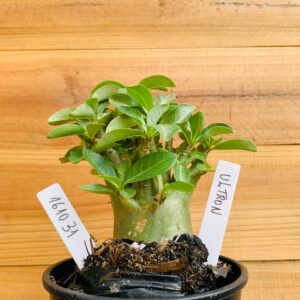 1610 31 Arabicum Ultron - F2 12 meses