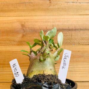 1610 20 Arabicum Jurassic - F2 12 meses